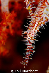 Ornate ghost pipefish at Hin Daeng by Karl Marchant 